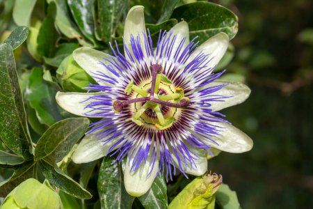 Photo for Close up passiflora. Passion Flower (Passiflora caerulea) leaf in tropical garden. Beautiful passion fruit flower or Passiflora (Passifloraceae). - Royalty Free Image