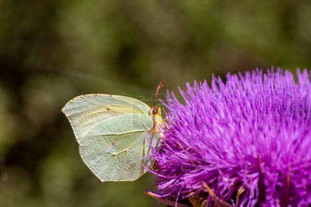Téléchargez les photos : Papillon dans la nature ; Nom scientifique ; Gonepteryx cleopatra -Cleopatra - en image libre de droit