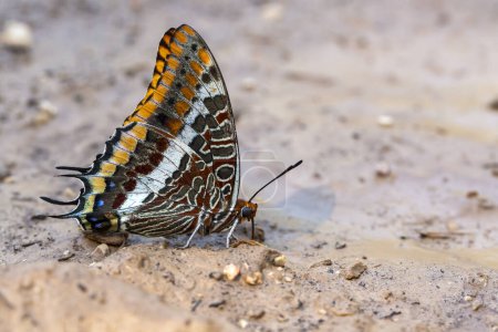 Téléchargez les photos : Pacha à queue double (Charaxes jasius) papillon - en image libre de droit