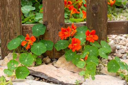Orange Nasturtium flower Tropaeolum majus is edible and makes an attractive ground cover.