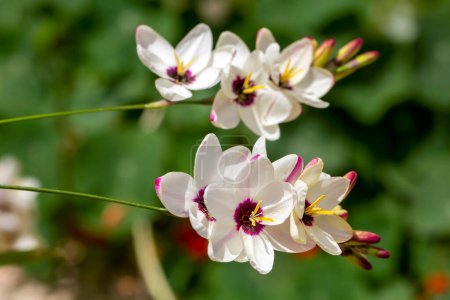 Téléchargez les photos : Sparaxis, ixia blanc, fleur d'arlequin, wandflower, lis de maïs - en image libre de droit