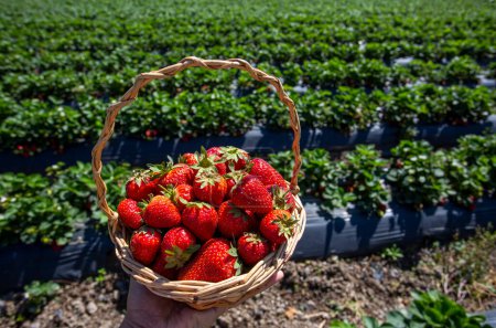 Photo for Strawberry Field (Emiralem - Izmir - Turkey) - Royalty Free Image