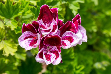 Téléchargez les photos : Géranium rose ou pélargonium dans le jardin - en image libre de droit