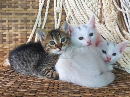 Téléchargez les photos : Deux chatons blancs tabby frères et sœurs - en image libre de droit