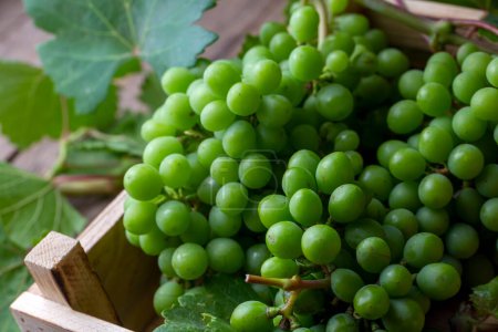 Téléchargez les photos : Raisins verts non mûrs, vignes à feuilles (nom turc ; koruk)) - en image libre de droit