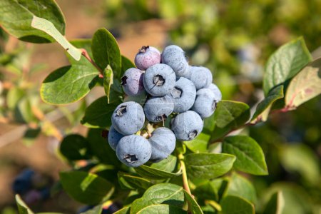 Téléchargez les photos : Ferme de bleuets avec bouquet de fruits mûrs sur l'arbre pendant la saison de récolte à Izmir, Turquie. Historique de la cueillette des bleuets. - en image libre de droit