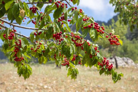 Téléchargez les photos : Cerises suspendues à une branche de cerisier, Spil Mountain - Manisa - en image libre de droit