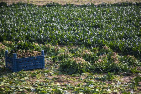 Photo for Fresh green spinach in a spinach field. Izmir Turkey. - Royalty Free Image