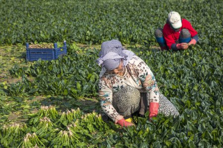 Téléchargez les photos : Seyrek - Foca - Izmir - Turquie, 25 janvier 2023, Travailleurs saisonniers travaillant dans un champ d'épinards. - en image libre de droit