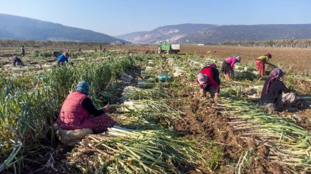 Photo for Torbali - Izmir - Turkey, January 24, 2023, Seasonal workers working in a leek field - Royalty Free Image