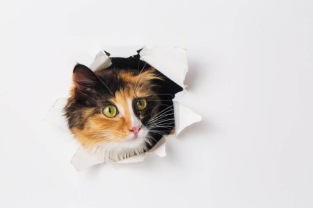 Photo for Cute calico cat animal climbs out with paw of paper hole frame isolated on white color background. Calico cat pet peeks out of hole with interest. Creative minimal concept. - Royalty Free Image