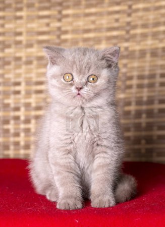 Photo for Pet animal; British shorthair kitten - Royalty Free Image