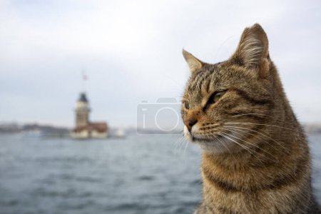 Foto de Tabby gato callejero en Estambul vista de la torre de la doncella - Imagen libre de derechos