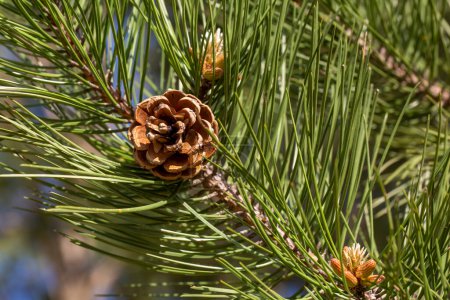 Photo for Pine tree and pine cone - Royalty Free Image
