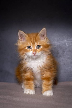 Photo for Cute kitten in orange color, Maine Coon kitten - Royalty Free Image