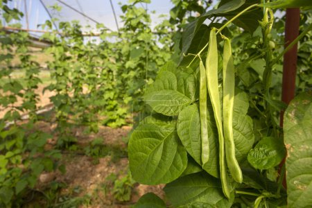 Organic, fresh, green bean field