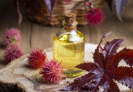 Foto de Frasco de aceite de ricino con frutos de ricino, semillas y hojas. Ricinus Communis aceite vegetal. - Imagen libre de derechos