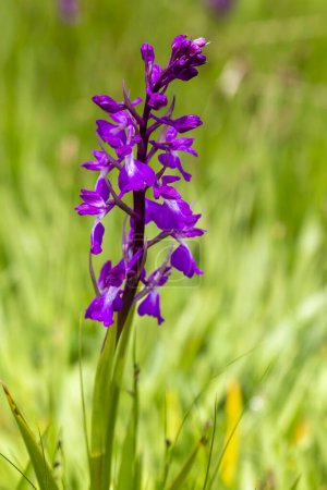 Photo for Wild orchid; Dactylorhiza umbrosa or Dactylorhiza nieschalkiorum, Van - Turkey - Royalty Free Image