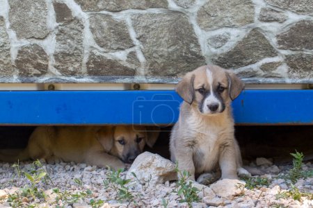 Photo for Lonely stray puppy stray dogs in the shelter - Royalty Free Image
