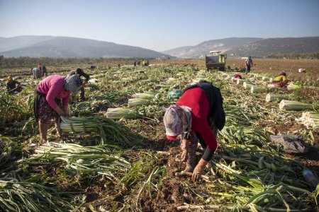 Foto de Torbali - Izmir - Turquía, 4 de noviembre de 2021, Trabajadores de temporada trabajando en un campo de puerros - Imagen libre de derechos