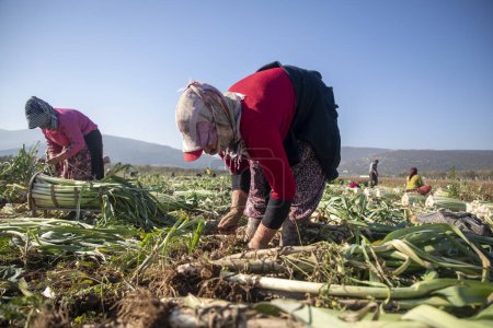 Téléchargez les photos : Torbali - Izmir - Turquie, 4 novembre 2021, Travailleurs saisonniers travaillant dans un champ de poireaux - en image libre de droit