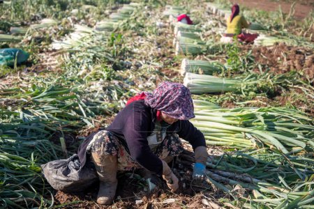 Téléchargez les photos : Torbali - Izmir - Turquie, 4 novembre 2021, Travailleurs saisonniers travaillant dans un champ de poireaux - en image libre de droit