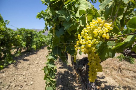 Photo for Grapes vineyard, Sultani grapes, Izmir - Turkey - Royalty Free Image