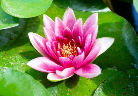 Téléchargez les photos : Plante de fleur de lotus sur le lac. Fleur de lotus fleurissant dans la rivière - en image libre de droit
