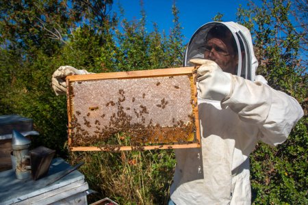 Téléchargez les photos : Izmir - Turquie, 12 mai 2023, Apiculture, nids d'abeilles fraîchement éclos avec des abeilles de la ruche. Miel et abeille. - en image libre de droit
