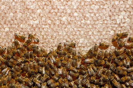 Téléchargez les photos : Apiculture, nids d'abeilles fraîchement éclos avec des abeilles de la ruche. Miel et abeille. - en image libre de droit