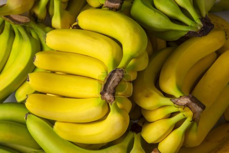 Foto de Manojo de plátanos orgánicos crudos listos para comer - Imagen libre de derechos