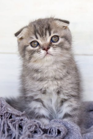 Photo for Pet animal; cute scottish fold kitten - Royalty Free Image