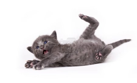 Téléchargez les photos : Chaton gris mignon se tient drôle sur fond blanc - en image libre de droit