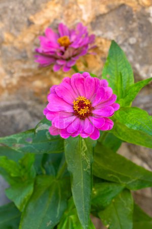 Téléchargez les photos : Zinnia est une plante herbacée avec des fleurs - en image libre de droit