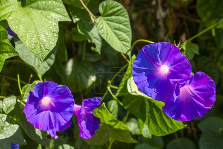 Foto de Ipomoea purpurea (Purple morning glory) flor - Imagen libre de derechos