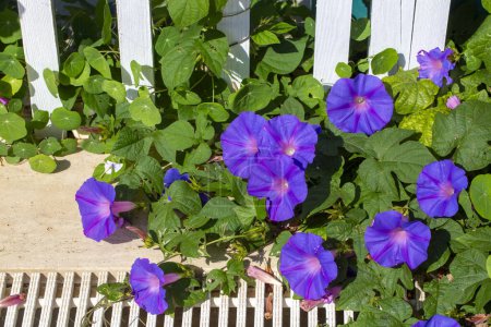 Foto de Ipomoea purpurea (Purple morning glory) flor - Imagen libre de derechos