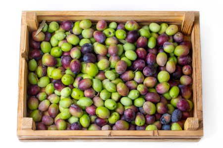 Photo for Fresh green olives on the white background - Royalty Free Image