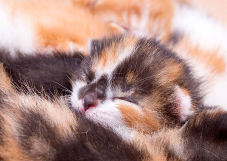 Téléchargez les photos : Chaton mignon bébé chat et mère chat - en image libre de droit