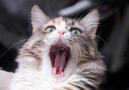 Téléchargez les photos : Mignon chat calico, animal de compagnie. - en image libre de droit