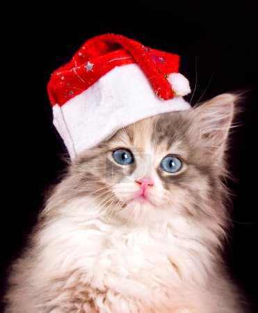 Photo for New year concept calico kitten - Royalty Free Image