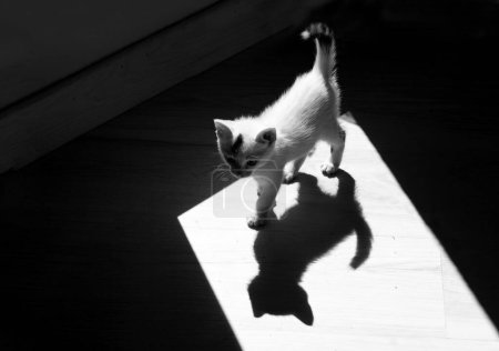 Foto de Pequeño gatito y su sombra, foto artística en blanco y negro - Imagen libre de derechos