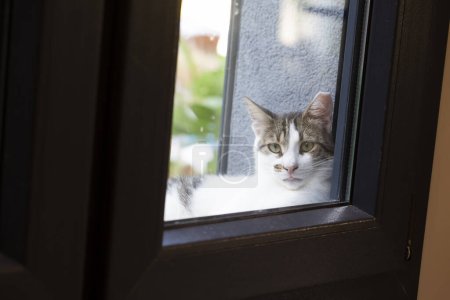 Foto de Lindo gato mirando dentro de la ventana - Imagen libre de derechos