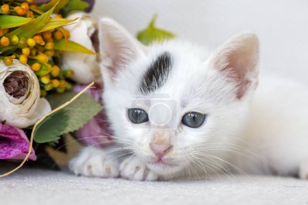 Téléchargez les photos : Animaux ; chaton mignon chat - en image libre de droit