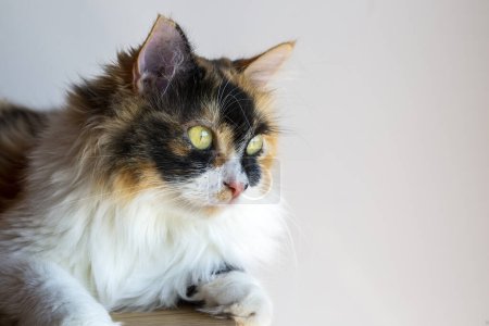 Téléchargez les photos : Long cheveux calico chat mignon - en image libre de droit