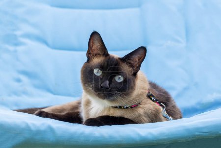 Téléchargez les photos : Cute kitten siamese cat indoor - en image libre de droit