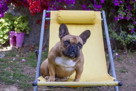 Photo for Pet animal. Cute French Bulldog dog. - Royalty Free Image