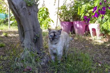 Foto de Lindo gato en el jardín - Imagen libre de derechos