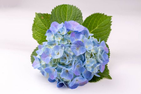 Photo for Scientific name: Hydrangea macrophylla on the white background - Royalty Free Image