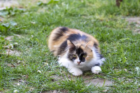 Foto de Lindo gato calico en el jardín - Imagen libre de derechos