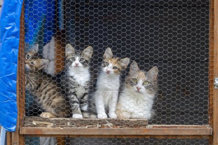 Foto de Refugio de animales, gato callejero en jaula - Imagen libre de derechos